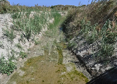 UPL’s TOP DECK herbicide gains California approval for aquatic vegetation control