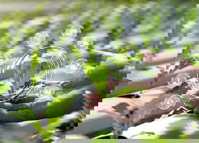 City farms may lead the future of high-tech agriculture