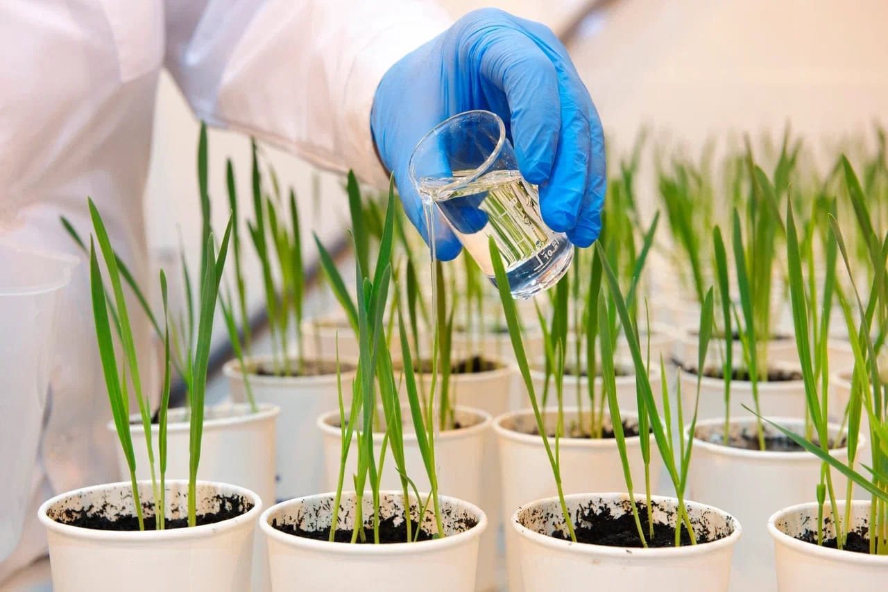 Avgust is creating the largest artificial climate complex in Russia