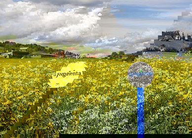 Syngenta reports mixed Q3 2024 financials citing poor weather and challenging market conditions