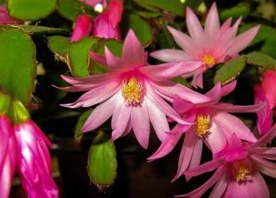 Schlumbergera: How to grow and care for this Christmas cactus at home?