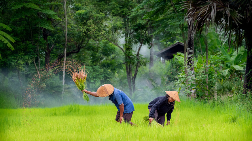 Indonesian Farmer Card program may not be working well according to some political candidates