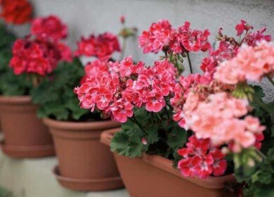 How to fertilize geranium for abundant flowering and growth?