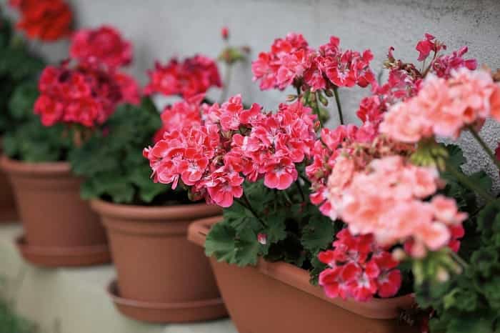 How to fertilize geranium for abundant flowering and growth?