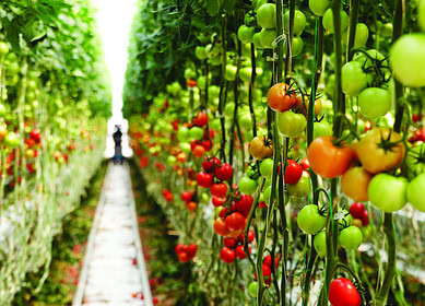 Bayer and Orbia Netafim launch new digital farming platform while Dhanuka Agritech strengthens crop protection portfolio