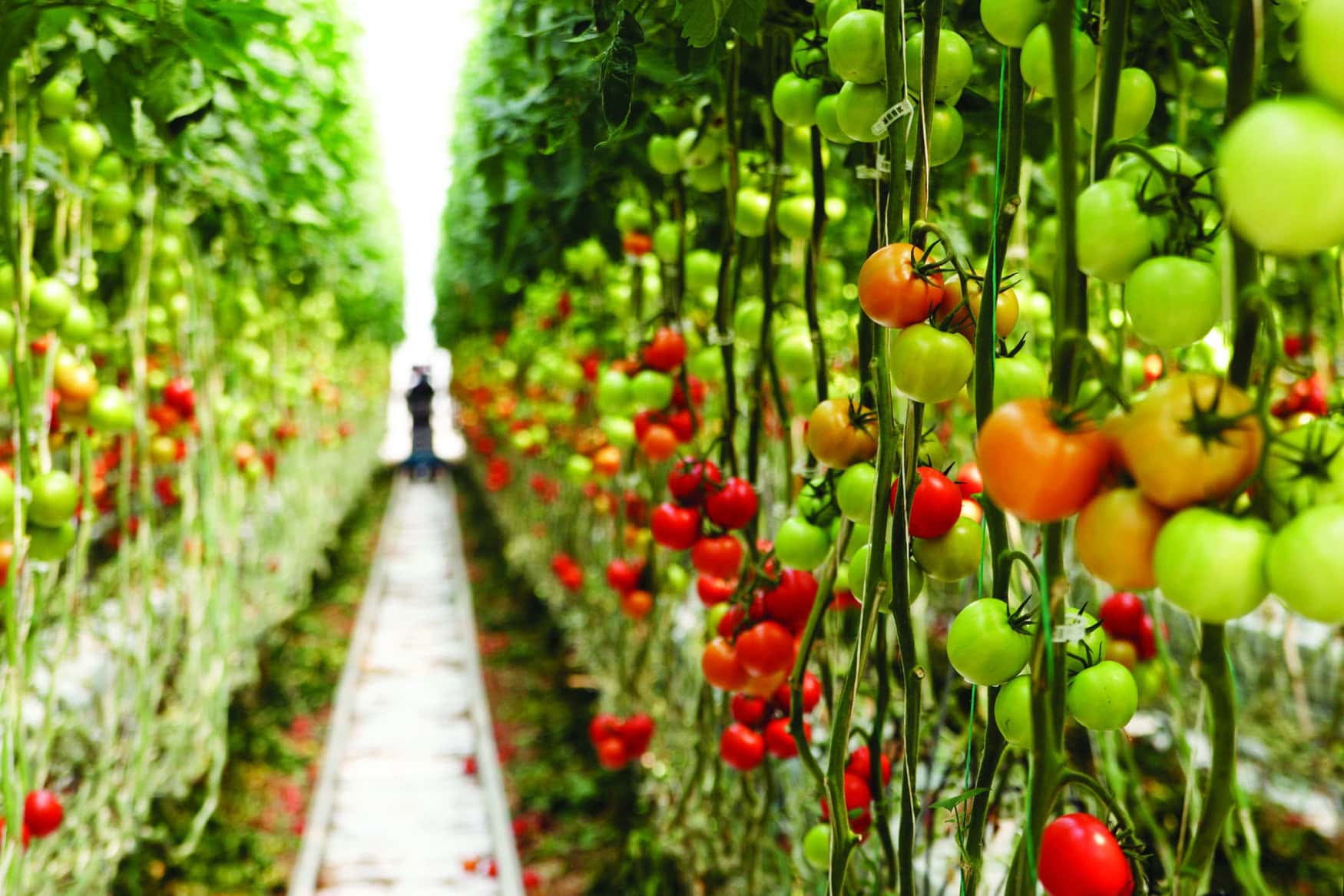 Bayer and Orbia Netafim launch new digital farming platform while Dhanuka Agritech strengthens crop protection portfolio