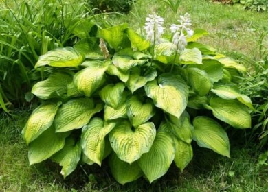 Essential tips for growing and fertilizing your Hosta plant