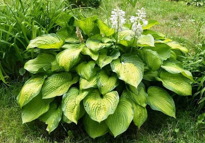 Essential tips for growing and fertilizing your Hosta plant