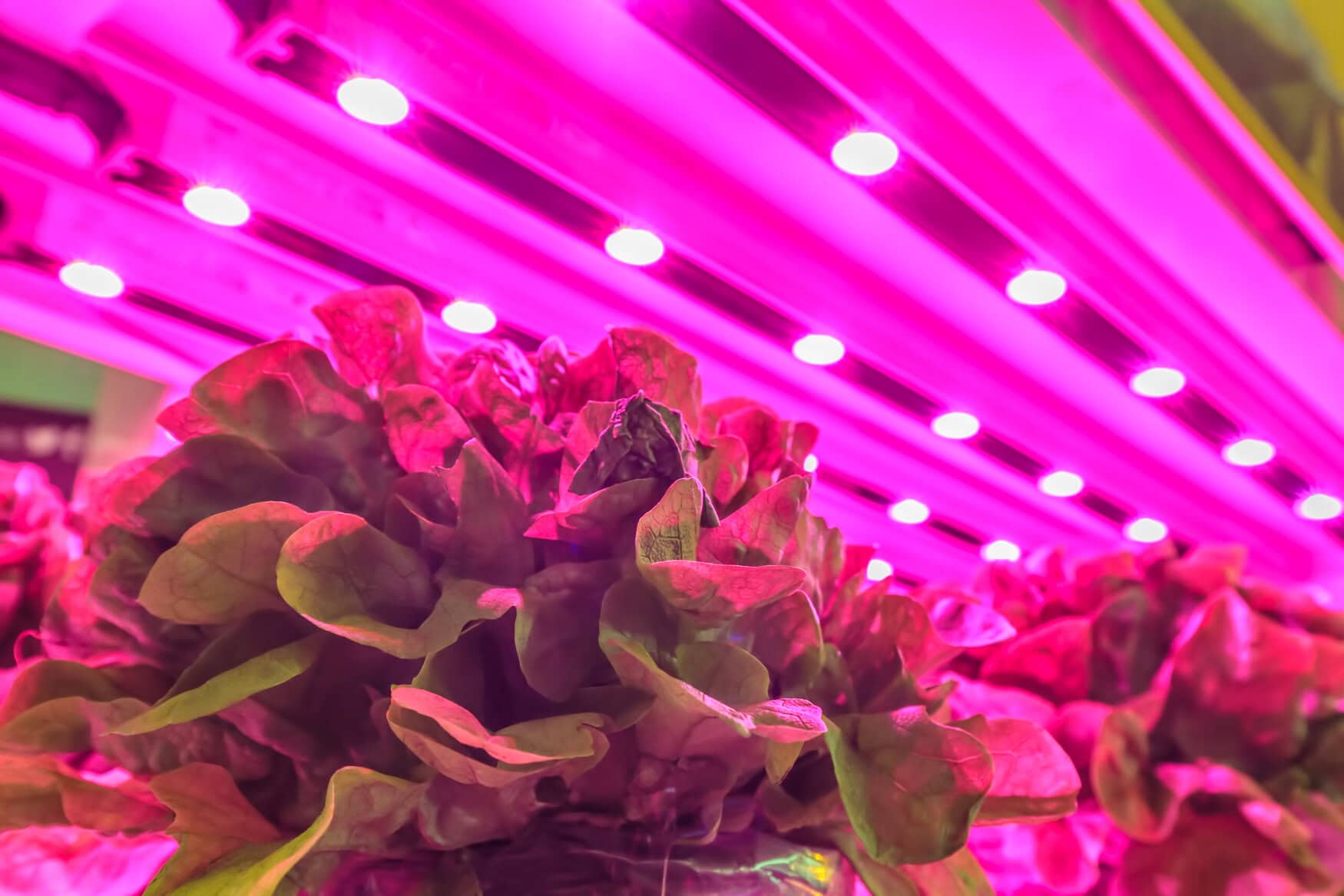 LED lighting used to grow lettuce inside a warehouse without the need for sunlight