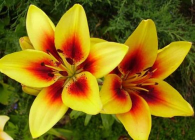 How to properly fertilize lilies in spring and summer