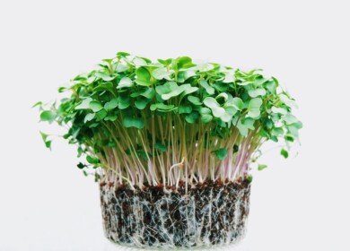 How to grow microgreens at home