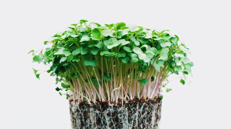 How to grow microgreens at home