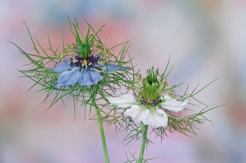Nigella or black cumin — how to grow in the garden