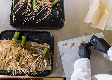 Breakthrough research on gene-edited microbes offers new nitrogen source for farmers