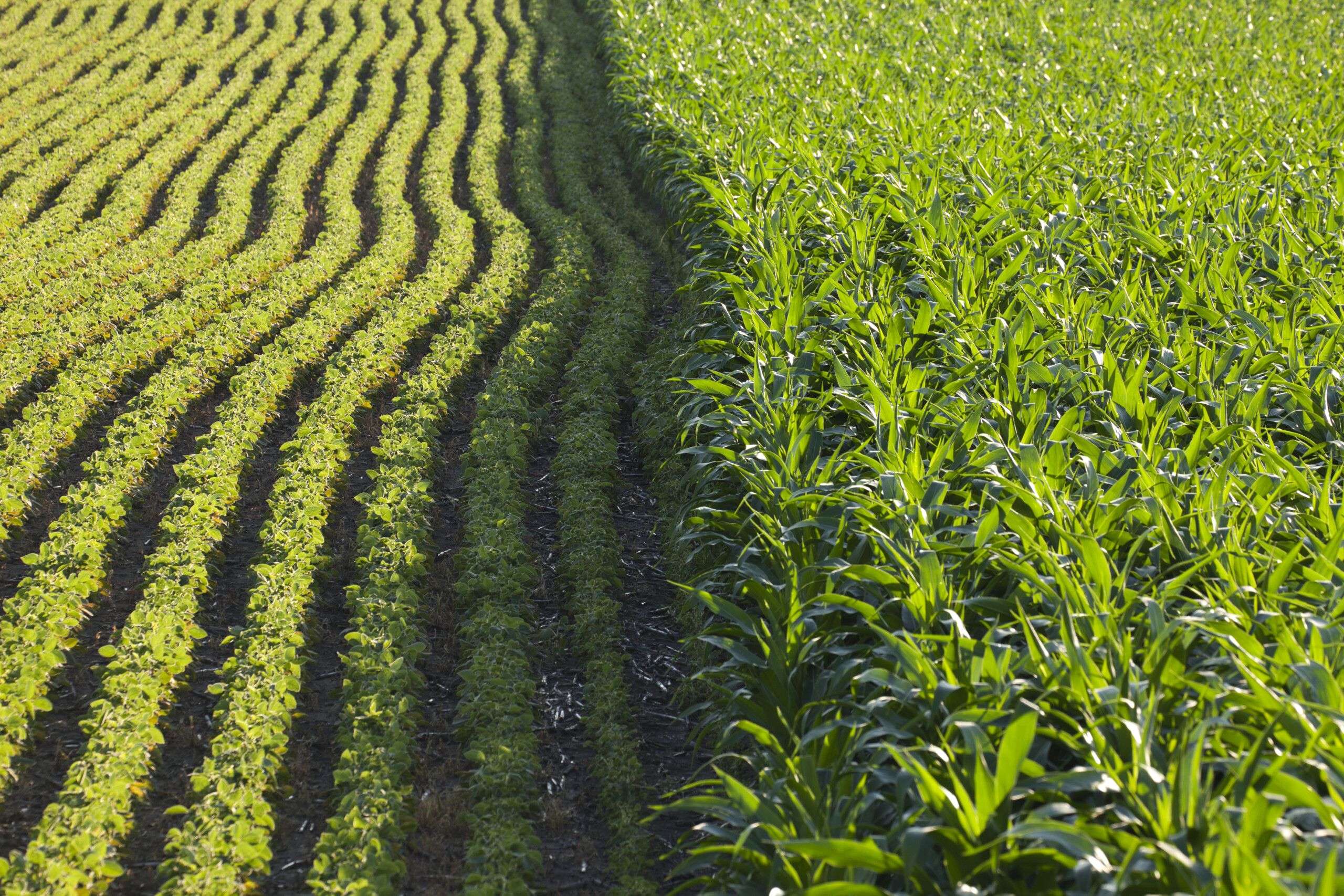 Dual cropping systems: Harnessing sunlight for enhanced yield