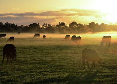 Dangerous agricultural chemicals found in New South Wales raised health and environmental concerns