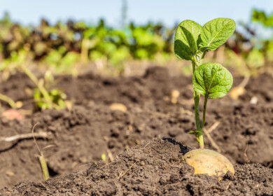 Pennsylvania farmers acknowledge climate change affects potato crop growing