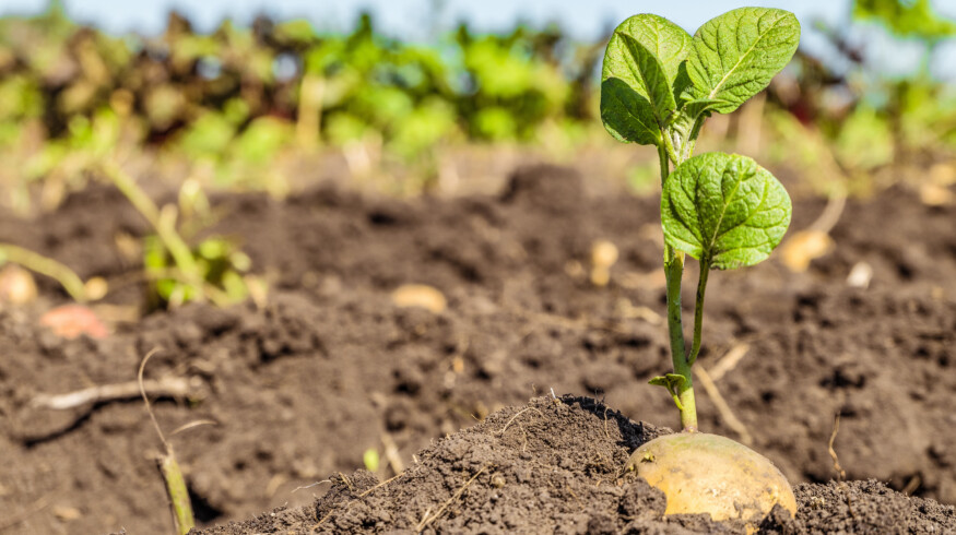 Pennsylvania farmers acknowledge climate change affects potato crop growing