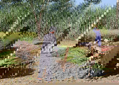 Pakistan’s agricultural sector demonstrate resilience in 2024