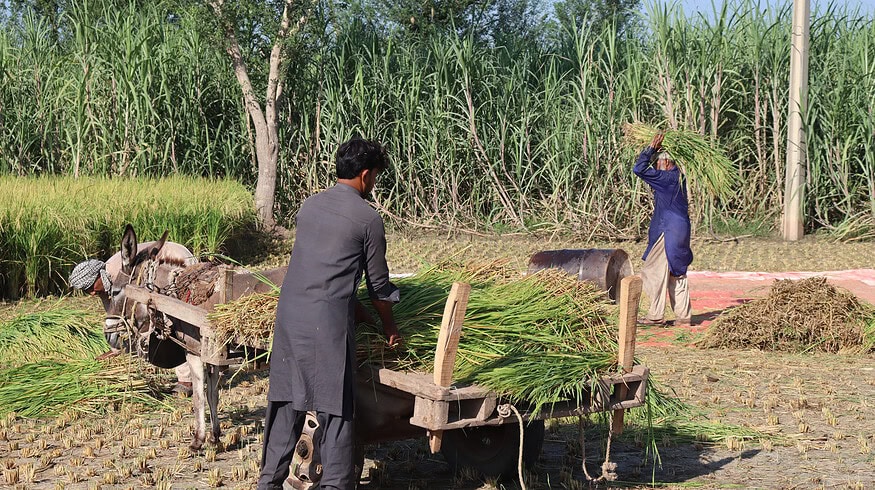 Pakistan’s agricultural sector demonstrate resilience in 2024