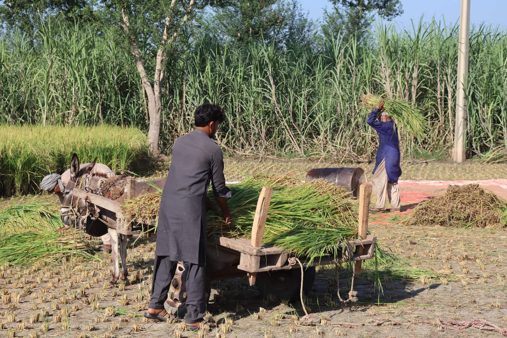 Pakistan’s agricultural sector demonstrate resilience in 2024
