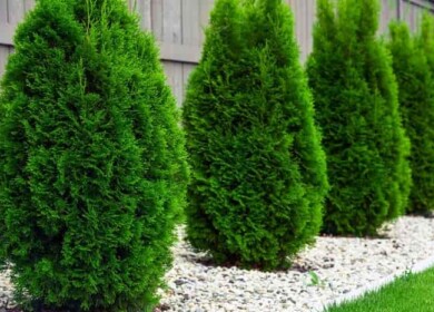 How to grow wonderful thuja in your garden?