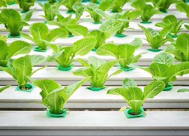 What is electro-agriculture and how it could transform farming?