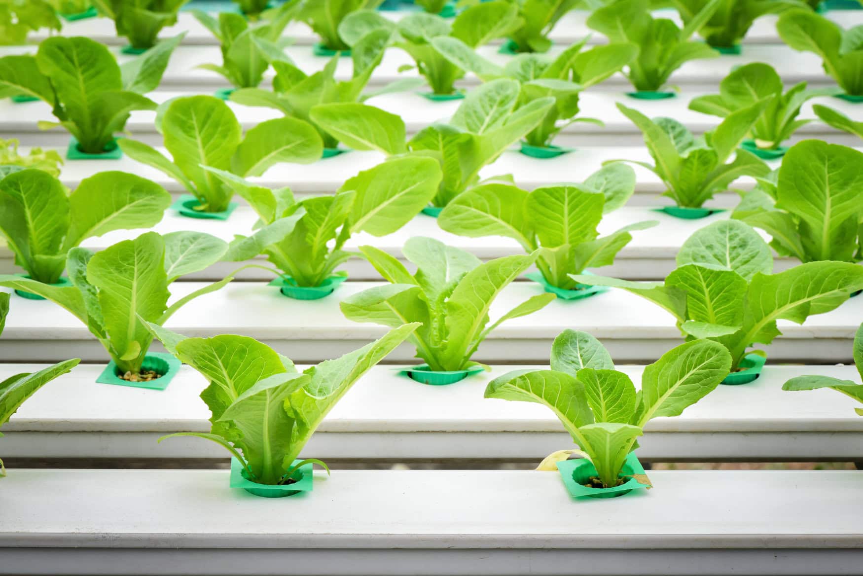 What is electro-agriculture and how it could transform farming?