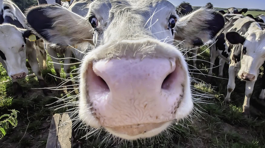 Denmark introduces world’s first carbon tax on livestock emissions