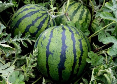 How to grow sweet watermelons in your garden