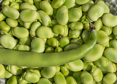 Faba beans could become Canada’s new successful crop and protein powerhouse