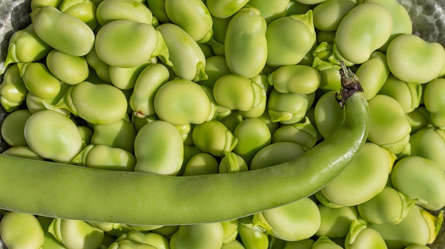 Faba beans could become Canada’s new successful crop and protein powerhouse
