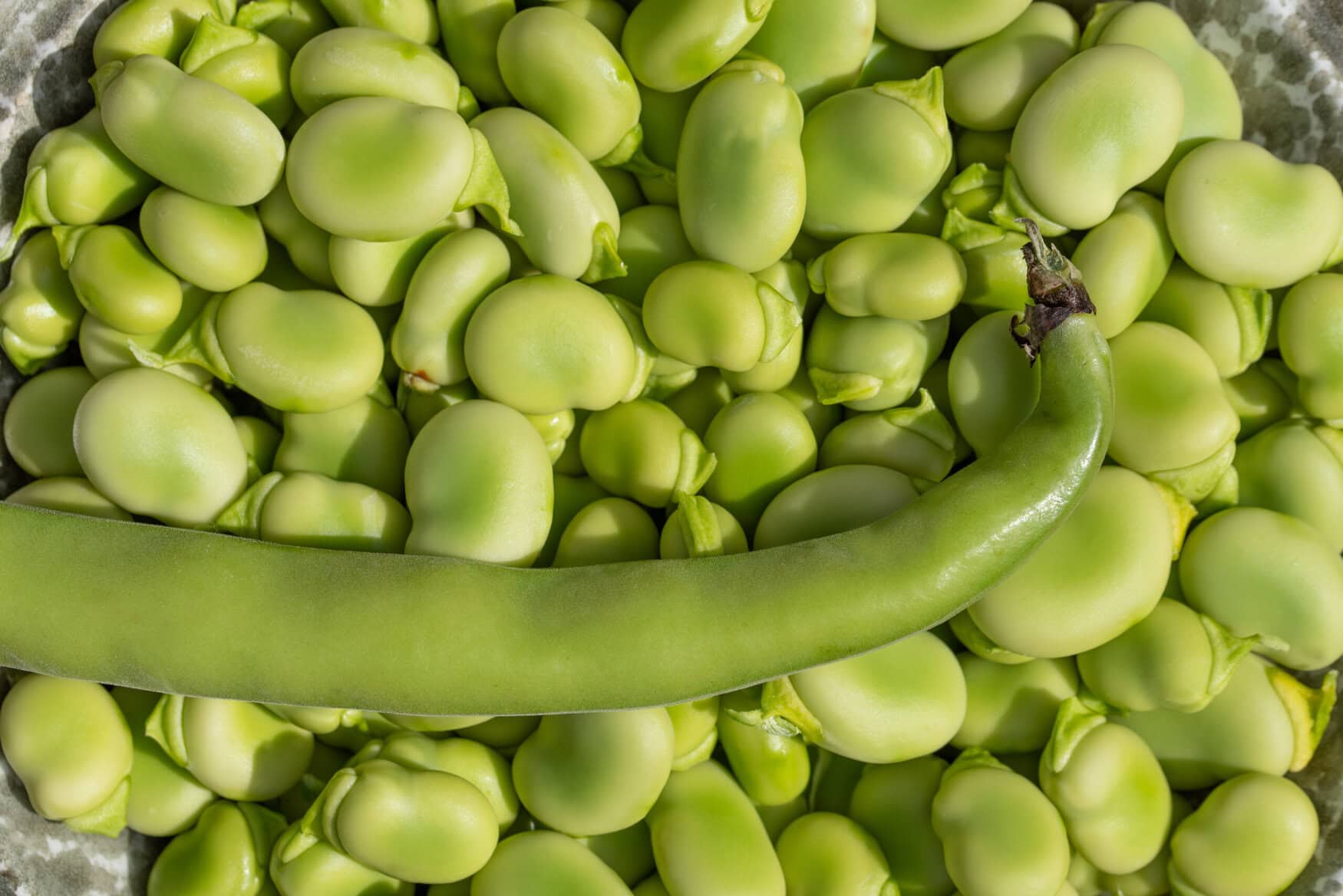 Faba beans could become Canada’s new successful crop and protein powerhouse