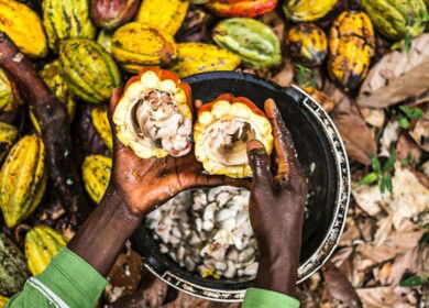 Chocolate makers struggle with soaring cocoa costs during festive season