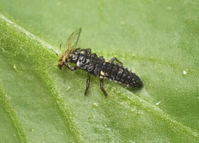 Andermatt expands sustainable pest control portfolio with Entocare acquisition