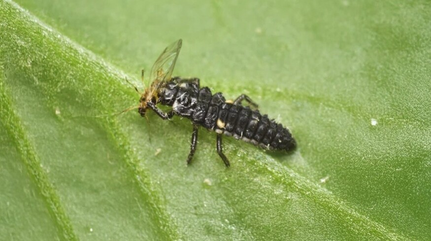 Andermatt expands sustainable pest control portfolio with Entocare acquisition