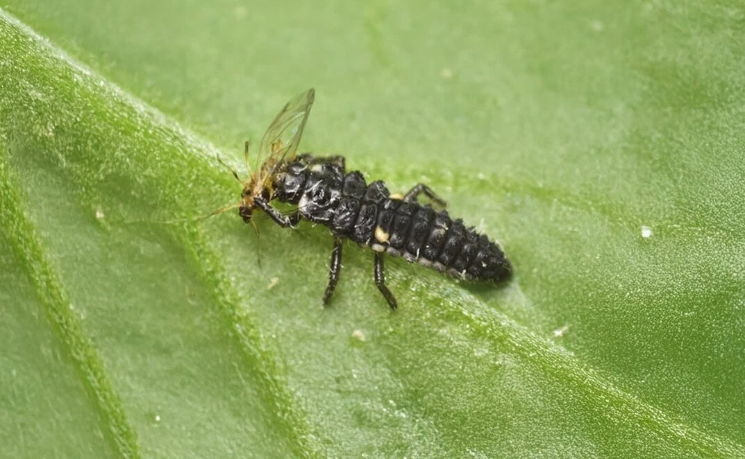 Andermatt expands sustainable pest control portfolio with Entocare acquisition