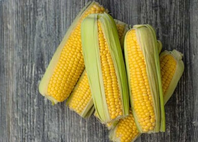 How to grow and care for corn for plentiful harvest