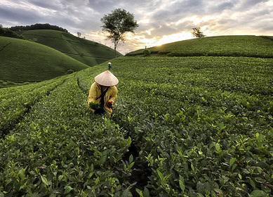 Vietnam plans to set criteria for low-emission farming and introduce carbon credit sales