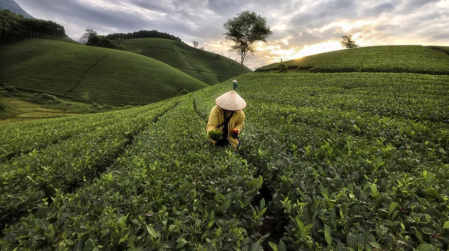 Vietnam plans to set criteria for low-emission farming and introduce carbon credit sales
