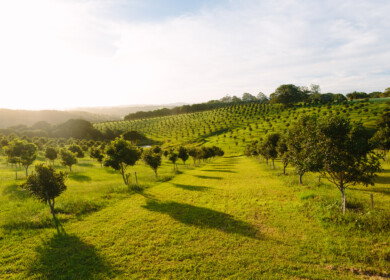 Scientists discover wildlife’s positive impact on agriculture