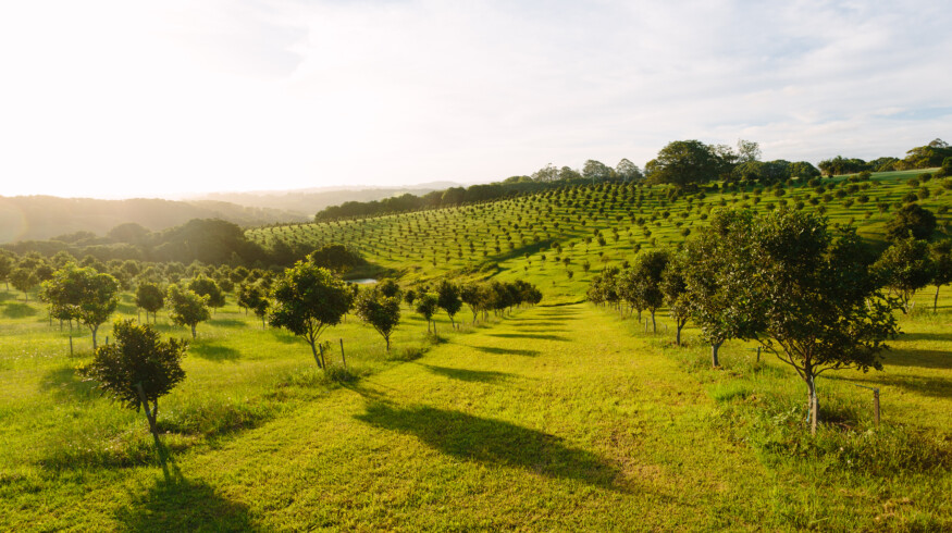 Scientists discover wildlife’s positive impact on agriculture