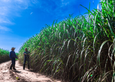 Unilever teams up with Nufarm to commercialize biomass oil from energy cane