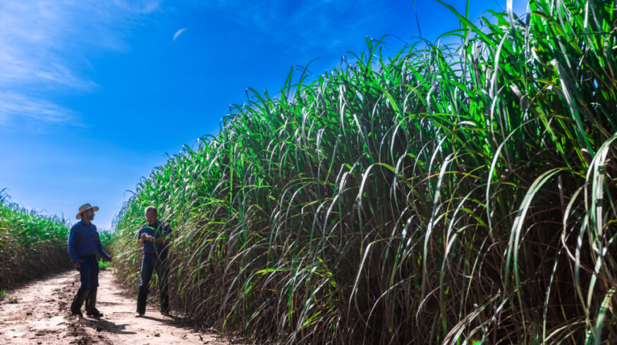 Unilever teams up with Nufarm to commercialize biomass oil from energy cane