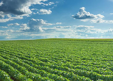 Nufarm announces leadership transition alongside biofuel innovation partnership with bp