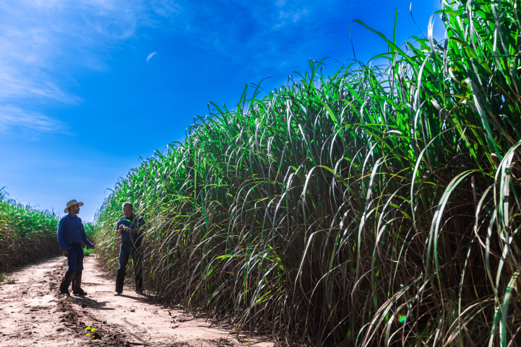Unilever teams up with Nufarm to commercialize biomass oil from energy cane