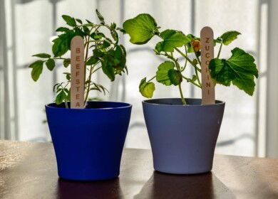 Push N’Grow launches all-natural seed sticks to educate on sustainable gardening