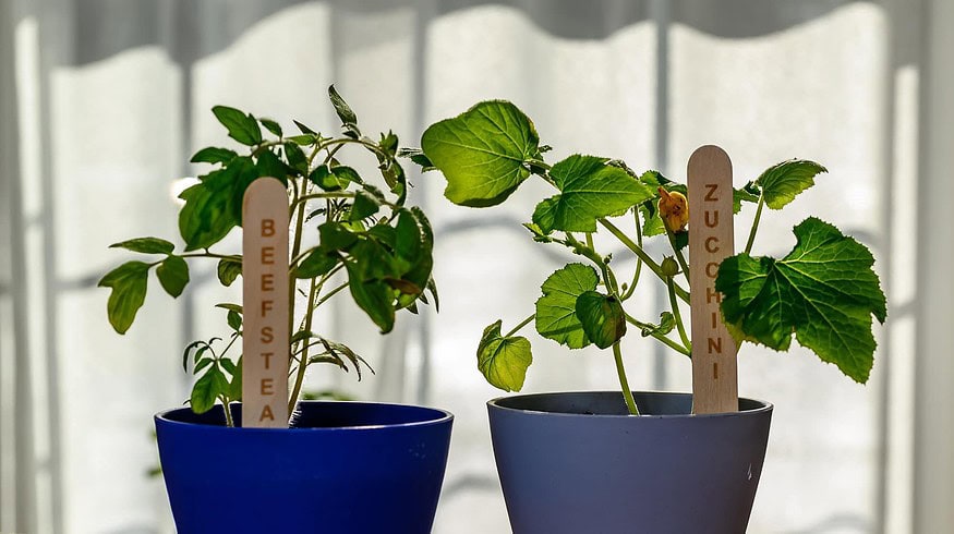 Push N’Grow launches all-natural seed sticks to educate on sustainable gardening