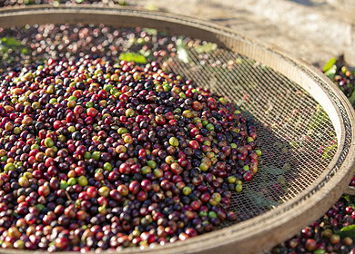 Brazil’s coffee roasters planned significant price increases amid rising costs