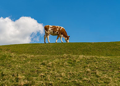 New research suggests that streams near farms emit high levels of greenhouse gas
